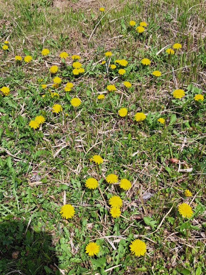 沼落ちした頃のこと。