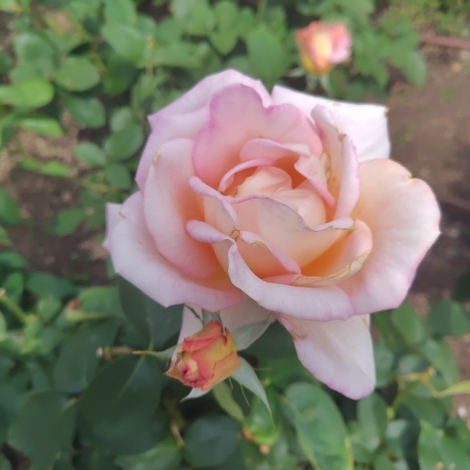 大阪／中之島バラ園にて