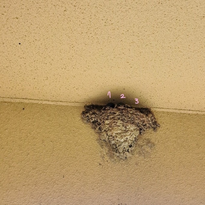 なんと我が家に3羽