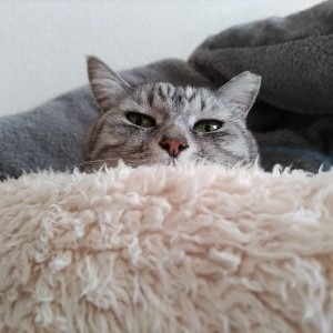 ねーやん