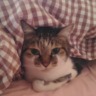 すずお
